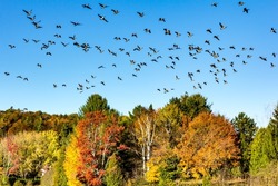 Group of Canada geese flying in formation. Fall landscape. Birds migration