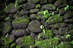 Stone wall with moss closeup. Nature Texture