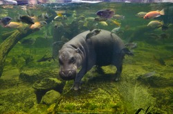 Hippo underwater, pygmy hippopotamus in water through glass, Khao Kheo open zoo, Thailand, animal wild life