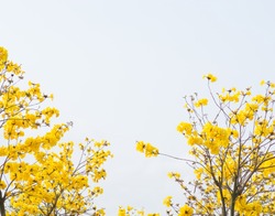 yellow flowers blossom in spring time on sky background.
