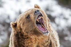 Grizzly Roaring a Warning