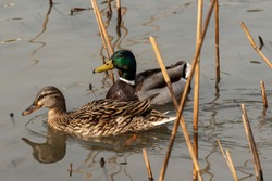 A couple of mallards (Anas platyrhynchos), male e female, swim in the water among the reeds