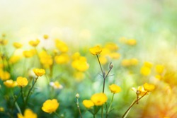 Wild yellow flowers in sunlight
