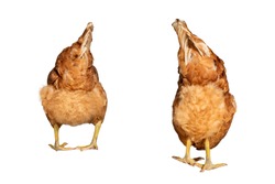 two brown chicken ass on a white background