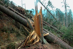 storm damage in to trees in the forest after a heavy thunderstorm