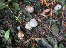 snail or gastropod with shell, small animals and molluscs with antennae