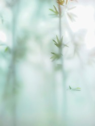 Abstract natural out of focus background, Frosted glass window view with outside bamboo garden make blurry effect green bamboo leaf, Dramatic Zen concept image.