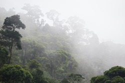 misty jungle forest near Rio at Brazil