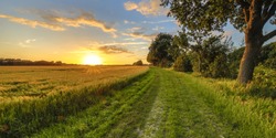 Wheat field along old oak track at sunset on Dutch countryside