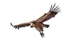 Griffon vulture (Gyps fulvus) flying isloated on white background in Spanish Pyrenees, Catalonia, Spain, April. This is a large Old World vulture in the bird of prey family Accipitridae.