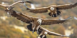 Griffon vultures (Gyps fulvus) group flying in misty conditions in Spanish Pyrenees, Catalonia, Spain, April. This is a large Old World vulture in the bird of prey family Accipitridae. 