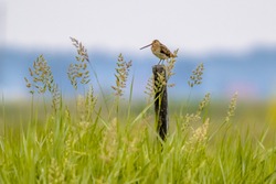 Common snipe (Gallinago gallinago) wader bird guarding for territory in wetland breeding habitat. Wildlife scene in nature. Netherlands.