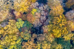 Top down aerial view of autumn forest with colorful fall foliage of larch, oak and beech trees. Veluwe, Gelderland Province, the Netherlands. Autumnal scene in nature of Europe.