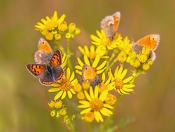 Closeup of many butterflies on a yellow flowering common ragwort (Jacobaea vulgaris) flower. This plant is often seen as harmfull and contested by farmers but it plays an important role for insects.
