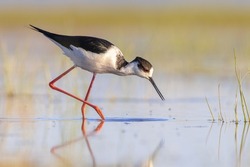 Black-winged Stilt (Himantopus himantopus). Bird Wading in Shallow Water of Marshland during Migration against Bright background at Sunset. Extremadura, Spain. Wildlife Scene of Nature in Europe.