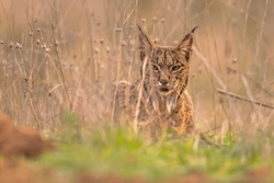 Iberian Lynx (Lynx pardinus) is a Wild Cat Species Endemic to the Iberian Peninsula in southwestern Europe. Wild Animal in Ambush Camouflage in Andujar, Spain. Wildlife Scene of Nature in Europe.