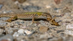 Italian common wall lizard (Podarcis muralis) with prey on a stone wall in Tuscany, Italy, April.