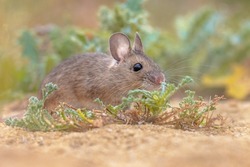 Wood Mouse (Apodemus sylvaticus) rodent in green moss natural environment with herbs on sand. Wildlife Scene of Nature in Europe.