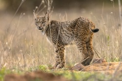 Iberian Lynx (Lynx pardinus) is a Wild Cat Species Endemic to the Iberian Peninsula in southwestern Europe. Wild Animal in Andujar, Spain. Wildlife Scene of Nature in Europe.