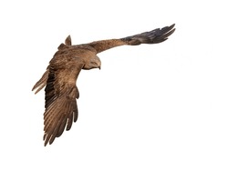 Black Kite (Milvus migrans) is a medium-sized bird of prey of the Old World. It occurs from Europe to Australia and Africa to Japan. Raptor in flight. Wildlife scene of nature with white background.