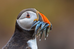 Puffin (Fratercula arctica) with beek full of eels on its way to nesting burrow in breeding colony