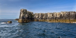 Seabird colonies on the cliffs of Farne islands, Northumberland, United Kingdom
