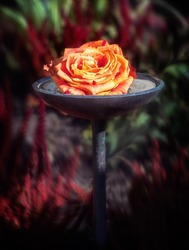 Closeup of a rose blossom in a holy water bowl on the cemetry
