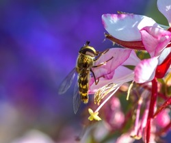 Macro of an hoverfly on an indian feather flower blossom