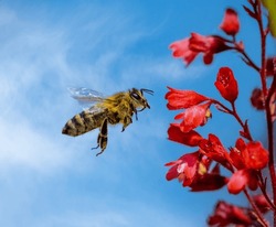 Macro of a bee flying to a red heuchera flower
