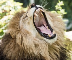 Portrait of  a wild roaring lion