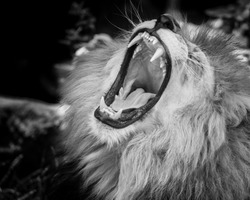 Black and white Portrait of  a wild roaring lion