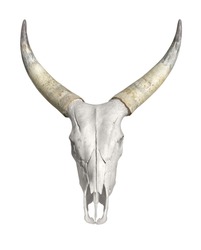 horned animal skull in white back