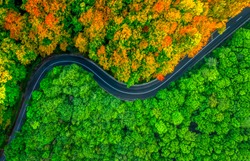 Winding road splitting thick forest in two seasons. Autumn and summer, aerial view