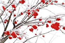 Branches of mountain ash in ice