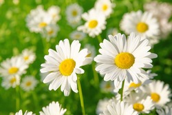 Daisy flower on green meadow (selective DOF)