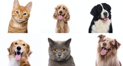 Lovely pets in front of a white background screen