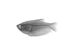 detailed X-ray skeleton visualisation of teleost fish isolated on white background