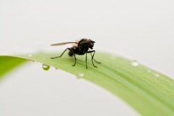 fly sitting on green grass blade with blurred background