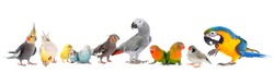 common pet parakeet, African Grey Parrot, lovebirds, Zebra finch and Cockatielin front of white background