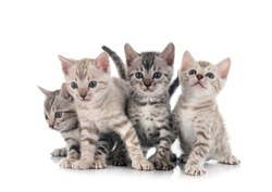 bengal cat family in front of white background