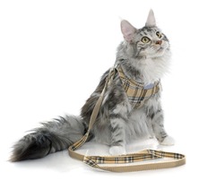 maine coon cat and harness in front of white background