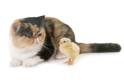 tricolor exotic shorthair cat and chick in front of white background