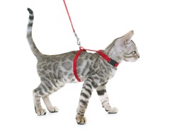 bengal kitten and harness in front of white background