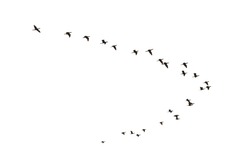 Flying Cormorants, Phalacrocorax carbo, isolated on white