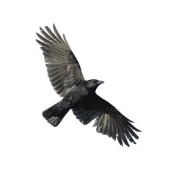 Carrion crow with wide-spread wings isolated against white background.
