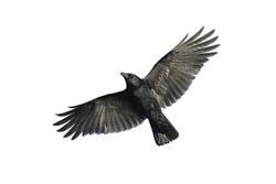 Carrion crow with wide-spread wings isolated against white background