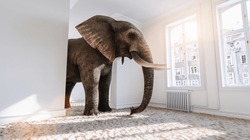 Big elephant in the small room with sand ground from Africa as a funny space problem concept image