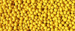 Lots of yellow Lemons s a background, banner size