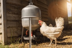White chicken on a farm. Hens in a free range farm. Chickens walking in the farm yard with water dispenser