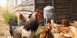 Rooster standing in a group of chickens at a bio farm, with water dispenser at a sunny day